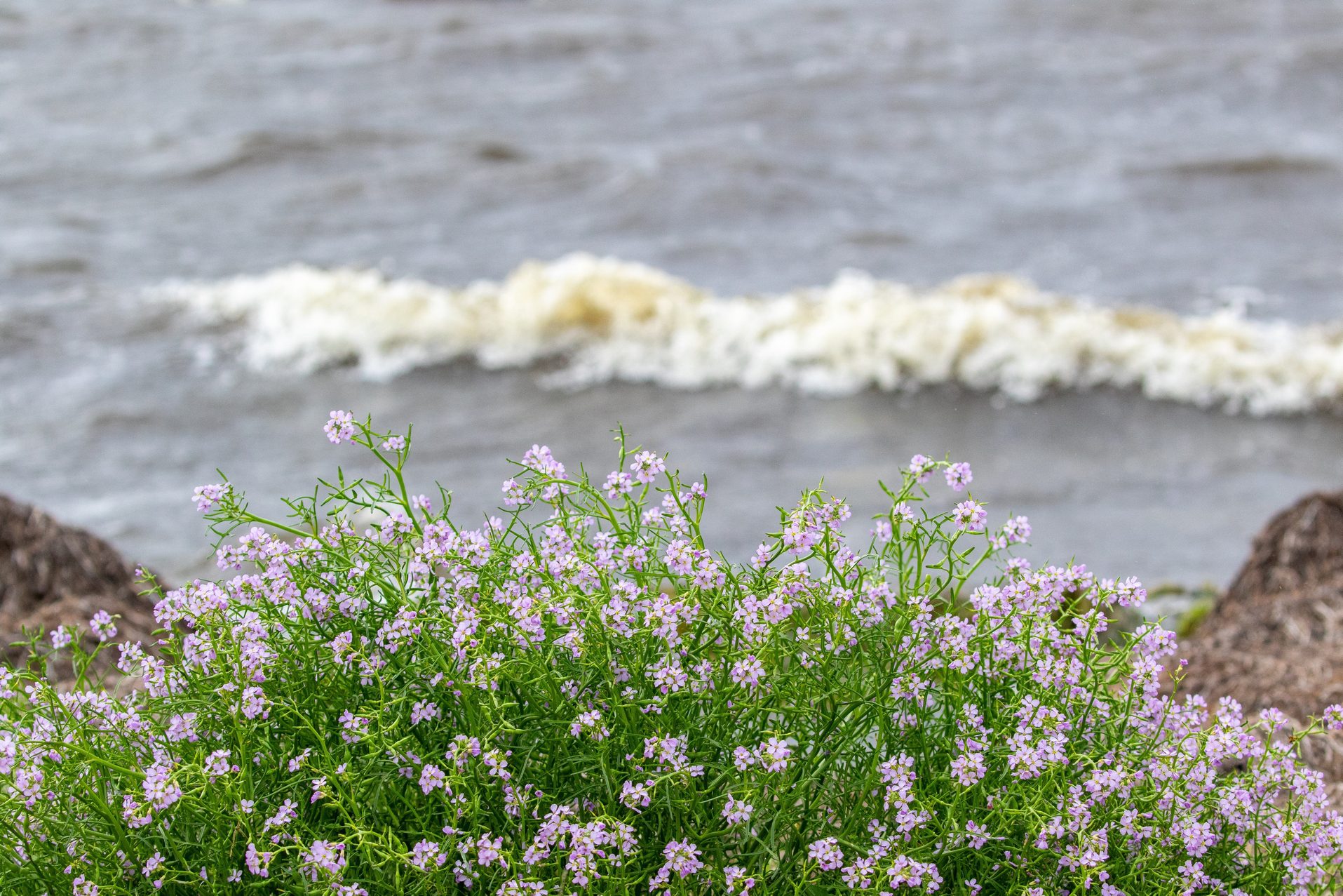 Kroonilised haigused