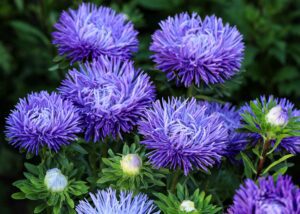 Lilla tooniga lilled.