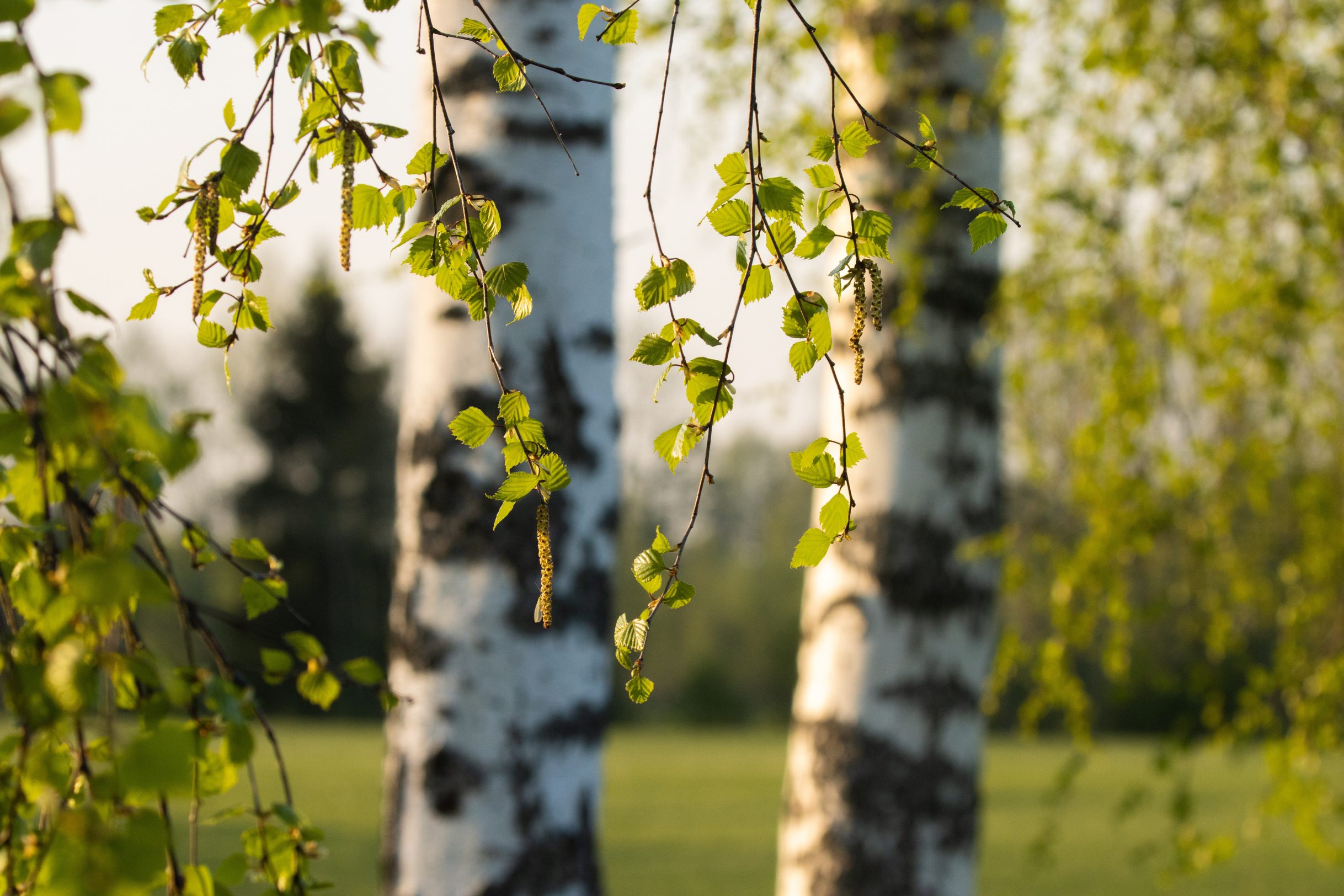 Kevadine looduspilt kasepuudest. Esiplaanile ripuvad õrnad kasepuu oksad noorte helederoheliste lehtede ja urbadega. Taustal paistavad uduselt kaks valgemustrilist kasepuu tüve ning roheline muruplats. Valgus on sooe ja päikesepaisteline.